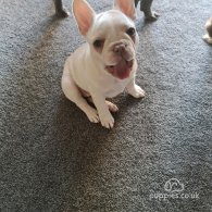 French Bulldog - Dogs