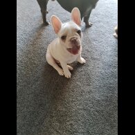 French Bulldog - Dogs