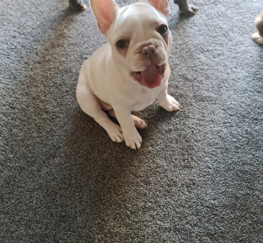 French Bulldog