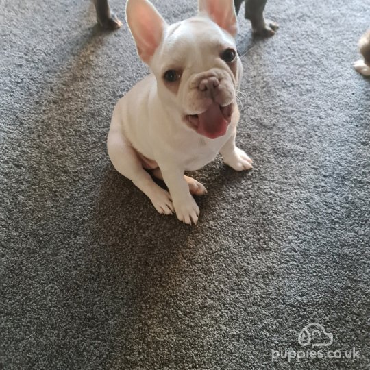 French Bulldog - Dogs