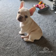 French Bulldog - Dogs