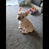 French Bulldog - Dogs