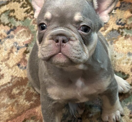 French Bulldog