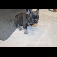 French Bulldog - Both