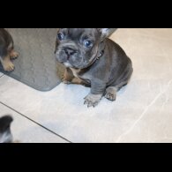 French Bulldog - Both