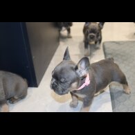 French Bulldog - Both