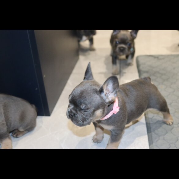 French Bulldog - Both