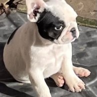 French Bulldog - Dogs