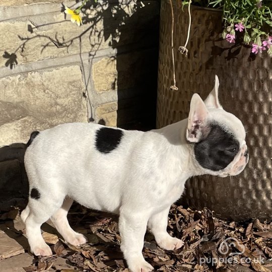 French Bulldog - Dogs