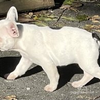 French Bulldog - Dogs