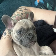 French Bulldog - Bitches