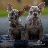 French Bulldog - Both