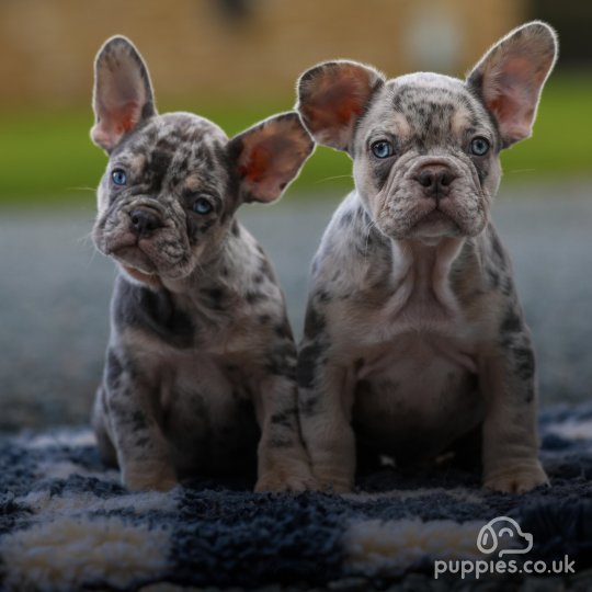 French Bulldog - Both