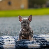 French Bulldog - Both