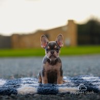 French Bulldog - Both