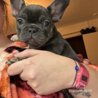 French Bulldog - Both