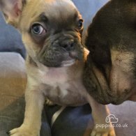 French Bulldog - Both