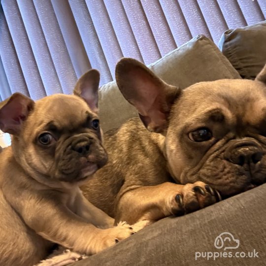 French Bulldog - Both