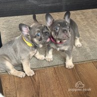 French Bulldog - Both