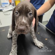 German Pointer - Both