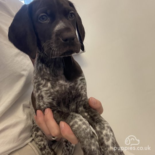 German Pointer - Both