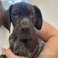 German Pointer - Both