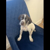 German Pointer - Both