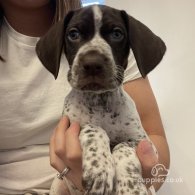 German Pointer - Both