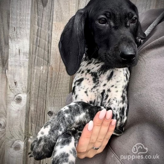 German Pointer - Both