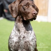 German Pointer - Both