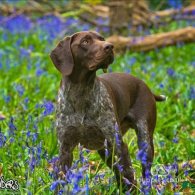 German Pointer - Both