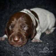 German Pointer - Both