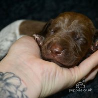 German Pointer - Both