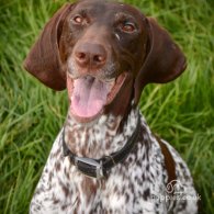 German Pointer - Both