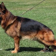 German Shepherd (Alsatian) - Both