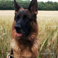 German Shepherd (Alsatian) - Both