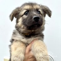 German Shepherd (Alsatian) - Both