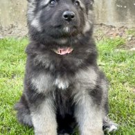 German Shepherd (Alsatian) - Both