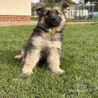 German Shepherd (Alsatian) - Both