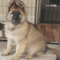 German Shepherd (Alsatian) - Both