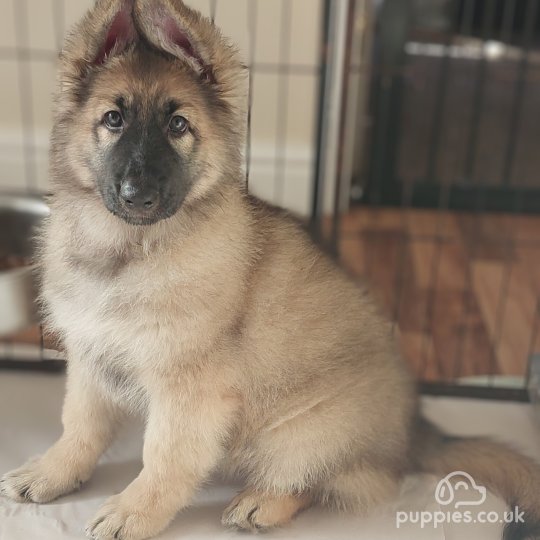 Long haired alsatian puppy for sale best sale