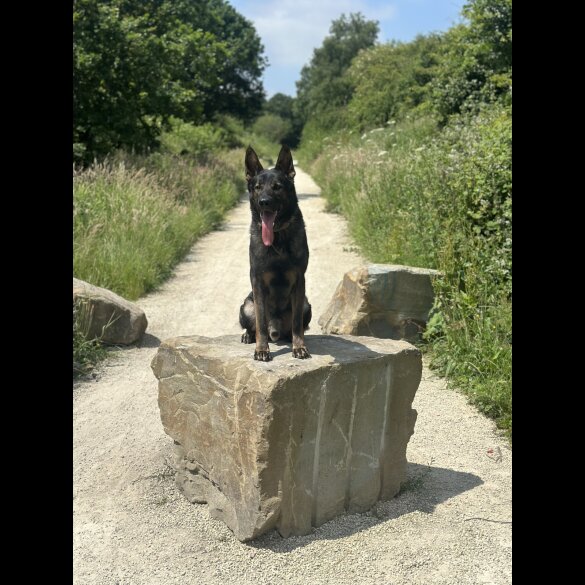 German Shepherd (Alsatian)