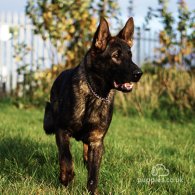 German Shepherd (Alsatian)