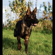 German Shepherd (Alsatian)