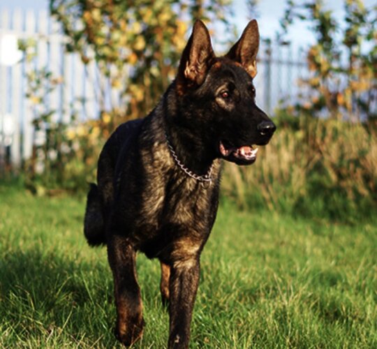 German Shepherd (Alsatian)