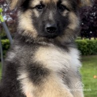 German Shepherd (Alsatian) - Both