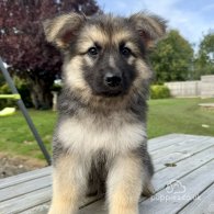 German Shepherd (Alsatian) - Both