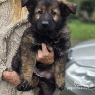 German Shepherd (Alsatian) - Bitches