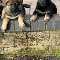 German Shepherd (Alsatian) - Both