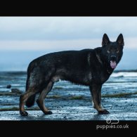 German Shepherd (Alsatian) - Both